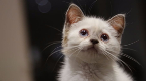 Find landlords who accept tenants with pets